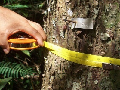 Silvicultura