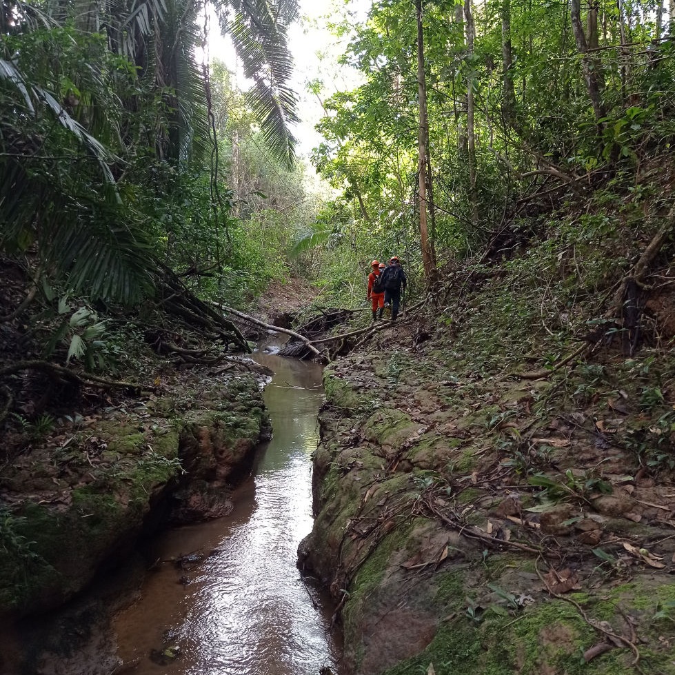 censo forestal