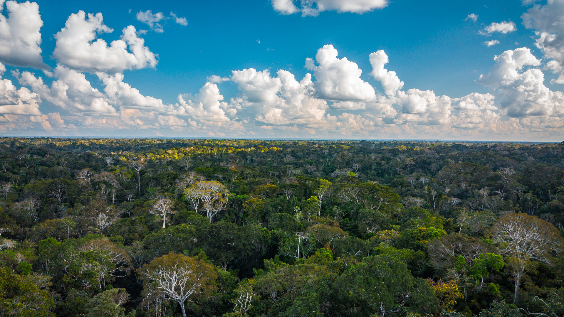 Aclaración sobre la concesión forestal y conservación de bosques en Madre de Dios